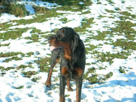Le chien, un ami