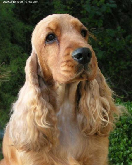 Pour le bien être de votre chien